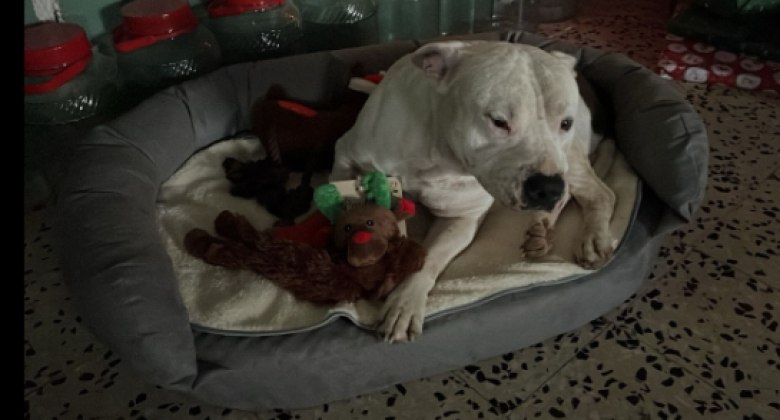 Illustration de l'article : Une femme propose 10 000 euros à des inconnus pour s’occuper de leur chien malade et promet de revenir pour lui