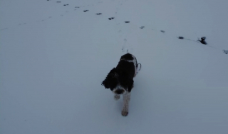 Illustration de l'article : Une friandise suspendue à un drone aide un chien bloqué sur un lac gelé à retrouver la terre ferme