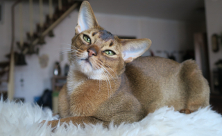 Illustration de l'article : Les 8 plus belles races de chats au pelage roux