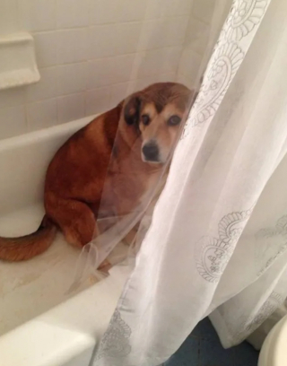 Illustration de l'article : 13 photos de chiens pris en flagrant délit de bêtises