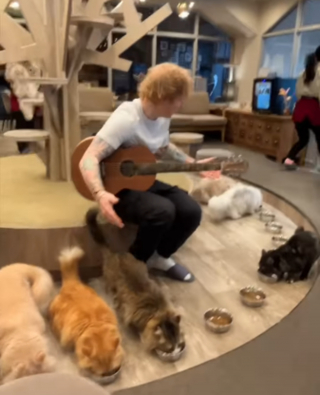 Illustration de l'article : Les stars d'un bar à chats toujours pas convaincues par le talent d'Ed Sheeran, 10 ans après la première tentative du chanteur (vidéo)