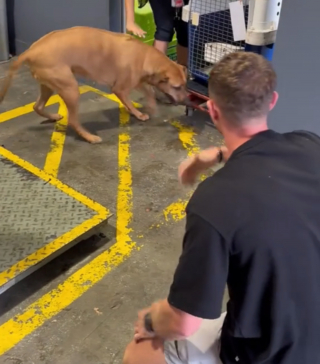 Illustration de l'article : Un chien sort de sa caisse de transport après un très long voyage et laisse exploser sa joie en retrouvant un visage familier (vidéo)