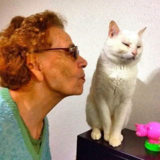 Illustration de l'article : 10 photos de chats pour qui les câlins n'étaient pas les bienvenus