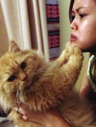 Illustration de l'article : 10 photos de chats pour qui les câlins n'étaient pas les bienvenus