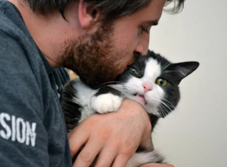 Illustration de l'article : 10 photos de chats pour qui les câlins n'étaient pas les bienvenus