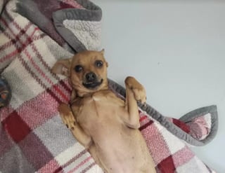 Illustration de l'article : La triste surprise d’un homme en découvrant un sac avec un chien abandonné à l’intérieur