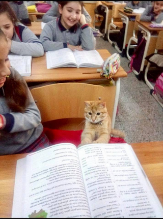 Illustration de l'article : Un chat fait irruption dans une classe de primaire, la maîtresse et les écoliers font tout leur possible pour que le chat puisse rester dans leur établissement
