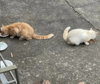 Illustration de l'article : Un chat errant secouru par une association passe des jours à la fenêtre à attendre que son meilleur ami le rejoigne