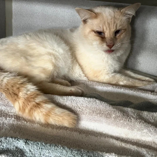 Illustration de l'article : Un chat errant secouru par une association passe des jours à la fenêtre à attendre que son meilleur ami le rejoigne