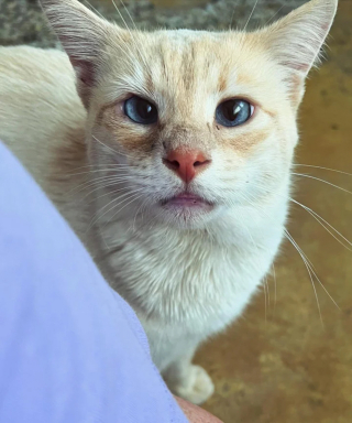 Illustration de l'article : Un chat errant secouru par une association passe des jours à la fenêtre à attendre que son meilleur ami le rejoigne