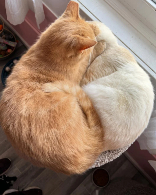Illustration de l'article : Un chat errant secouru par une association passe des jours à la fenêtre à attendre que son meilleur ami le rejoigne