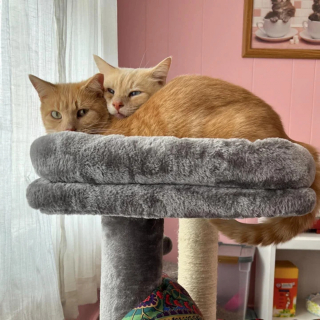 Illustration de l'article : Un chat errant secouru par une association passe des jours à la fenêtre à attendre que son meilleur ami le rejoigne