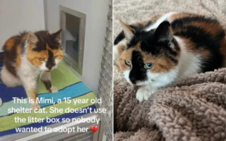 Illustration de l'article : Une chatte âgée retrouvée mourante dans la rue trouve le bonheur dans un foyer plutôt inattendu (vidéo)