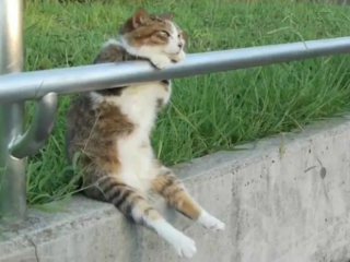 Illustration de l'article : 15 chats qui ont oublié tous les codes pour s’asseoir de façon féline