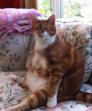 Illustration de l'article : 15 chats qui ont oublié tous les codes pour s’asseoir de façon féline