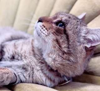 Illustration de l'article : La réaction de ce chat découvrant le confort d'un fauteuil après une vie d'errance fait fondre les coeurs des internautes (vidéo)