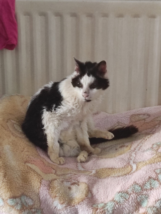 Illustration de l'article : Le retour inespéré d’une chatte de 25 ans qui s’est débrouillée seule dans la rue pendant 2 ans