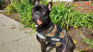 Illustration de l'article : Un chien dont la mâchoire s'est régénérée après avoir été amputée stupéfait les vétérinaires 