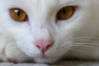 Illustration de l'article : Cet affectueux chat sans oreilles de 12 ans recherche une famille qui saura l’accepter comme il est
