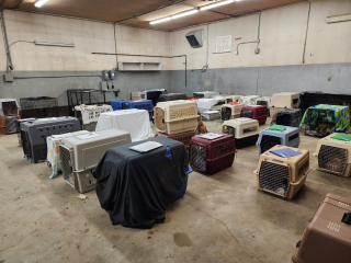 Illustration de l'article : 130 chiens exportés d’un village dans lequel ils devaient être euthanasiés contre de l’argent