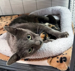 Illustration de l'article : Une famille offre l'hospitalité à une chatte errante et réalise vite qu'il lui faudra bien plus qu'un repas
