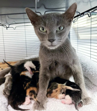 Illustration de l'article : Une famille offre l'hospitalité à une chatte errante et réalise vite qu'il lui faudra bien plus qu'un repas