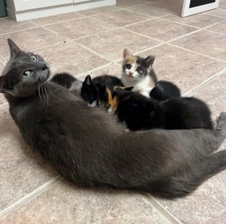 Illustration de l'article : Une famille offre l'hospitalité à une chatte errante et réalise vite qu'il lui faudra bien plus qu'un repas