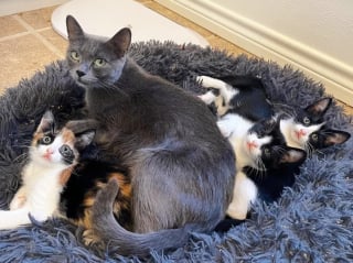 Illustration de l'article : Une famille offre l'hospitalité à une chatte errante et réalise vite qu'il lui faudra bien plus qu'un repas