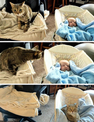 Illustration de l'article : 15 photos qui montrent que vivre avec un chat vaut mieux que n’importe laquelle des thérapies