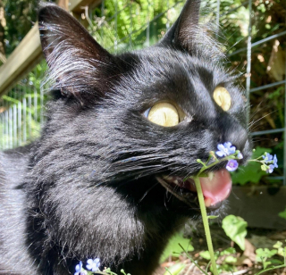 Illustration de l'article : 15 photos qui montrent que vivre avec un chat vaut mieux que n’importe laquelle des thérapies