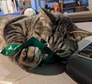 Illustration de l'article : 15 photos qui montrent que vivre avec un chat vaut mieux que n’importe laquelle des thérapies