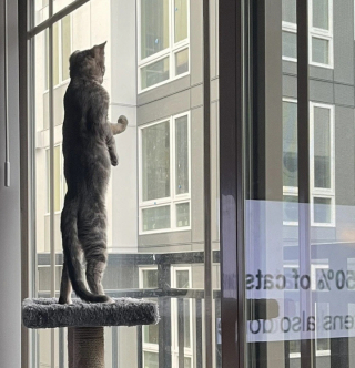 Illustration de l'article : 15 photos qui montrent que vivre avec un chat vaut mieux que n’importe laquelle des thérapies