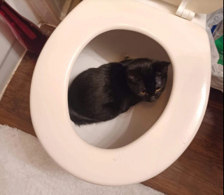 Illustration de l'article : 15 photos qui montrent que vivre avec un chat vaut mieux que n’importe laquelle des thérapies
