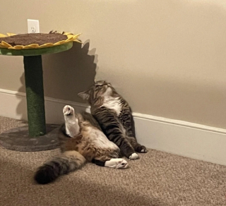 Illustration de l'article : 15 photos qui montrent que vivre avec un chat vaut mieux que n’importe laquelle des thérapies