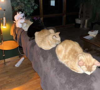 Illustration de l'article : 15 photos qui montrent que vivre avec un chat vaut mieux que n’importe laquelle des thérapies