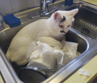 Illustration de l'article : 15 photos qui montrent que vivre avec un chat vaut mieux que n’importe laquelle des thérapies
