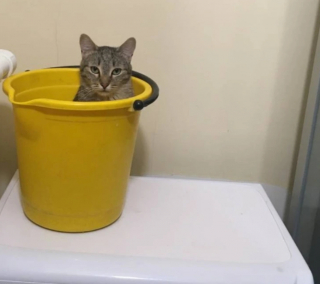 Illustration de l'article : 15 photos qui montrent que vivre avec un chat vaut mieux que n’importe laquelle des thérapies