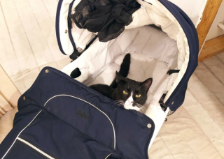 Illustration de l'article : 15 photos qui montrent que vivre avec un chat vaut mieux que n’importe laquelle des thérapies