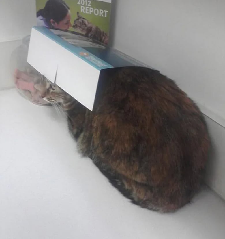 Illustration de l'article : 16 photos drôles de chats en visite chez leur vétérinaire et peu ravis de la situation