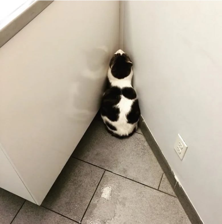 Illustration de l'article : 16 photos drôles de chats en visite chez leur vétérinaire et peu ravis de la situation