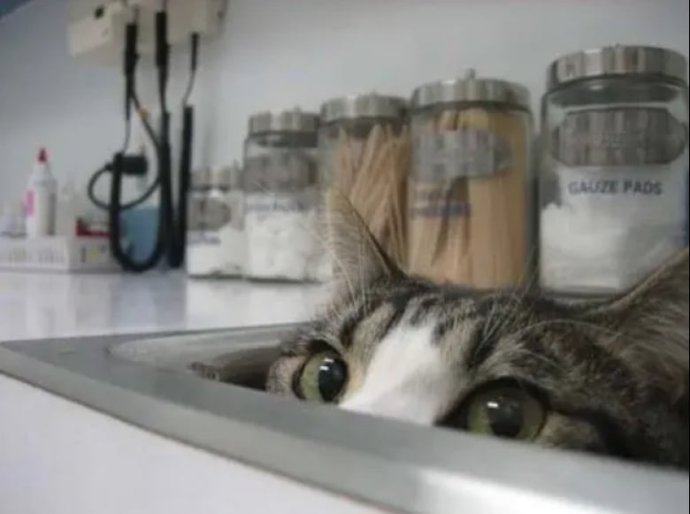 Illustration de l'article : 16 photos drôles de chats en visite chez leur vétérinaire et peu ravis de la situation