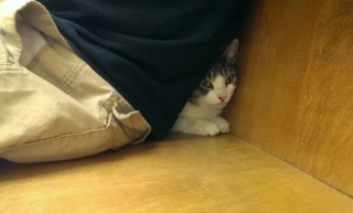 Illustration de l'article : 16 photos montrant à quel point la visite chez le vétérinaire n'est pas l'expérience préférée de votre chat