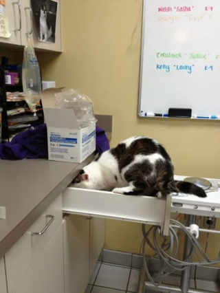 Illustration de l'article : 16 photos montrant à quel point la visite chez le vétérinaire n'est pas l'expérience préférée de votre chat