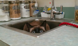 Illustration de l'article : 16 photos montrant à quel point la visite chez le vétérinaire n'est pas l'expérience préférée de votre chat