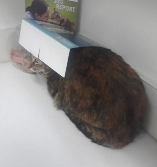 Illustration de l'article : 16 photos montrant à quel point la visite chez le vétérinaire n'est pas l'expérience préférée de votre chat