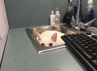 Illustration de l'article : 16 photos montrant à quel point la visite chez le vétérinaire n'est pas l'expérience préférée de votre chat