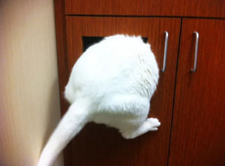 Illustration de l'article : 16 photos montrant à quel point la visite chez le vétérinaire n'est pas l'expérience préférée de votre chat