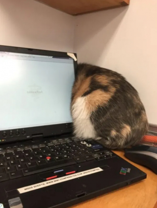 Illustration de l'article : 16 photos montrant à quel point la visite chez le vétérinaire n'est pas l'expérience préférée de votre chat