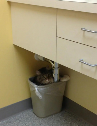 Illustration de l'article : 16 photos montrant à quel point la visite chez le vétérinaire n'est pas l'expérience préférée de votre chat