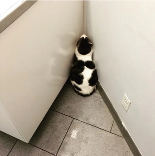 Illustration de l'article : 16 photos montrant à quel point la visite chez le vétérinaire n'est pas l'expérience préférée de votre chat